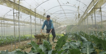 Bảo vệ cây trồng trước thời tiết cực đoan