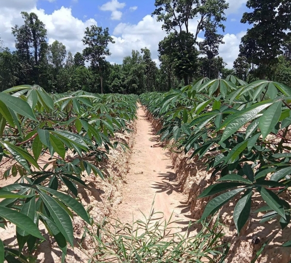 Tây Ninh: Ngành khoai mì tiếp tục phát triển theo hướng bền vững