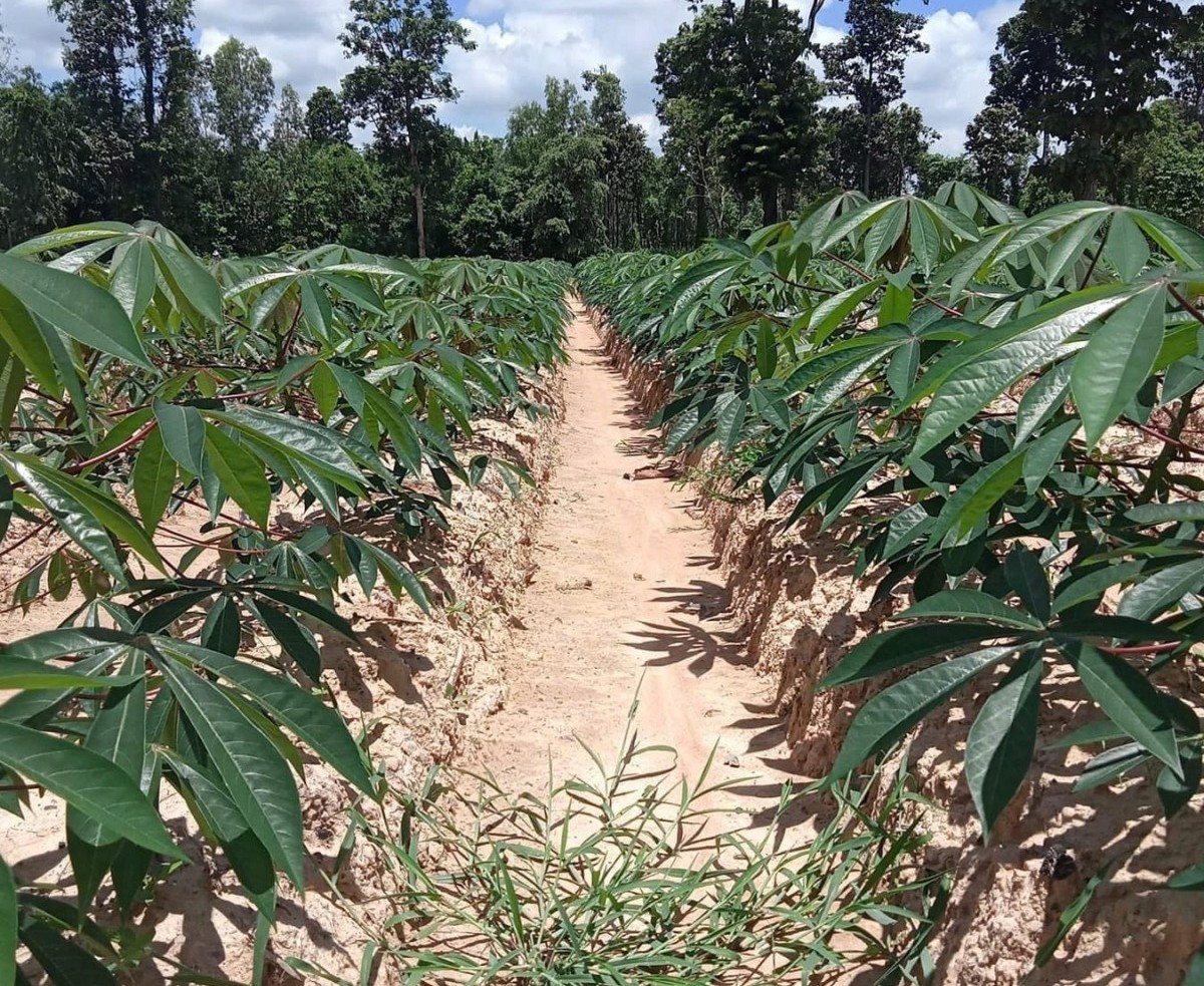 Quản lý sức khỏe cây trồng tổng hợp, hướng tới nền nông nghiệp xanh và bền vững