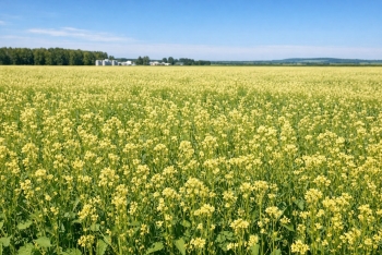 Camelina sativa: Từ cây trồng chịu lạnh đến nguồn nguyên liệu nhựa sinh học