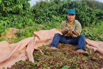 Nông nghiệp Đắk Lắk "vươn mình" khẳng định vị thế "trụ cột" vững chắc