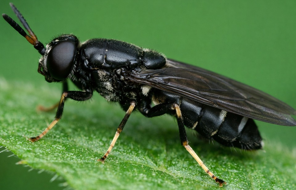 Ruồi lính đen “chìa khóa vàng” mở cánh cửa cho nông nghiệp tuần hoàn, hữu cơ hiện đại