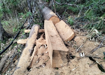 Xử lý 382 vụ vi phạm Luật Lâm nghiệp