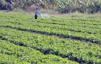 Tăng cường phòng, chống dịch hại cây trồng, đảm bảo sản xuất an toàn trước, trong và sau Tết Nguyên đán