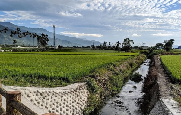 Giá trị xuất khẩu gạo của Đài Loan tăng trưởng nhờ thị trường Nhật Bản