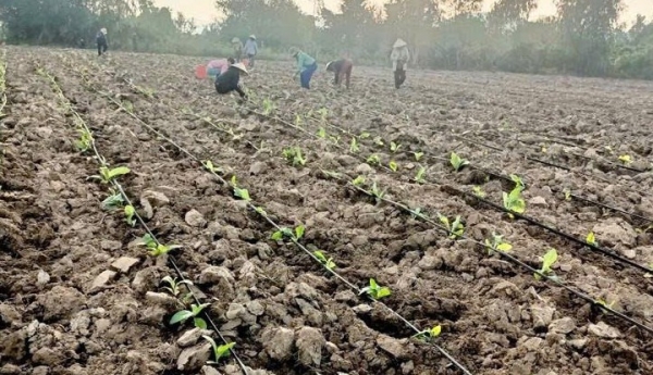 Ứng dụng công nghệ tưới nước tiên tiến nhằm nâng cao hiệu quả sản xuất nông nghiệp