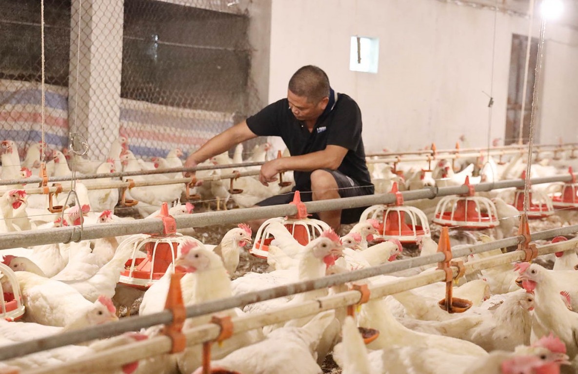 Phú Thọ: Chú trọng công tác quản lý giống vật nuôi, thức ăn chăn nuôi và bảo vệ môi trường