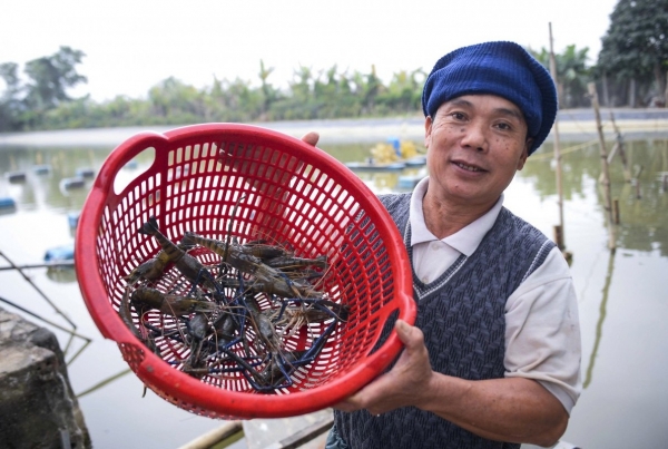 Nuôi tôm càng xanh trong ruộng lúa cho hiệu quả kinh tế cao