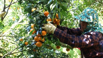 Đẩy mạnh ứng dụng công nghệ, hướng tới nền trồng trọt hiện đại và bền vững