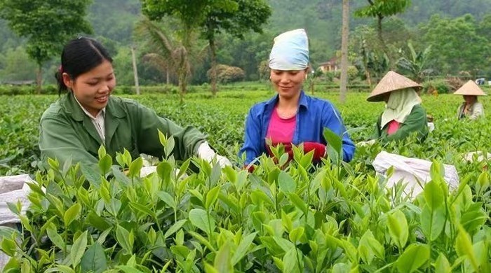 Ứng dụng khoa học, công nghệ trong sản xuất, kinh doanh chè