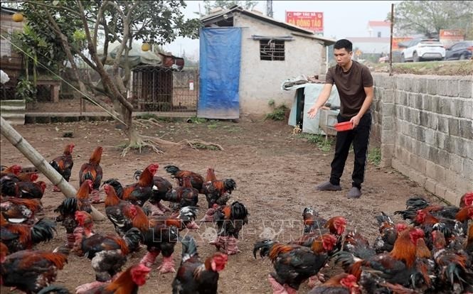 Đặc sản gà Đông Tảo hút khách dịp Tết