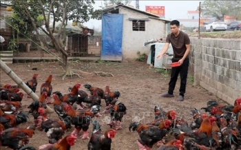 Đặc sản gà Đông Tảo hút khách dịp Tết