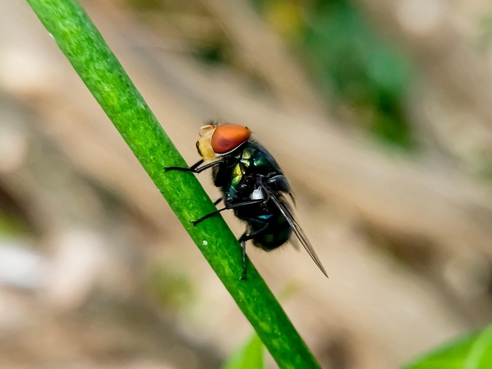 USDA tăng cường phòng tuyến biên giới ngăn chặn ruồi ăn thịt