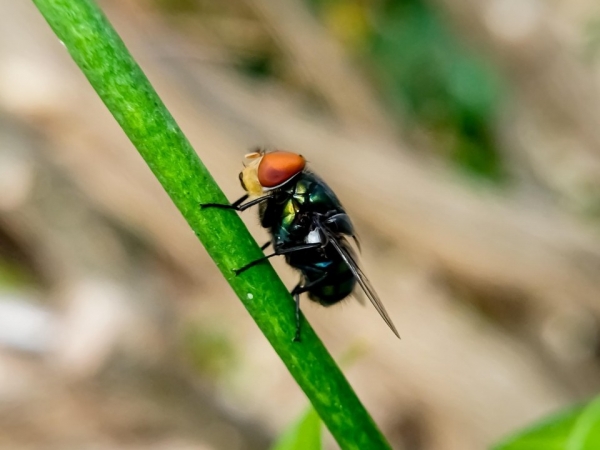 USDA tăng cường phòng tuyến biên giới ngăn chặn ruồi ăn thịt