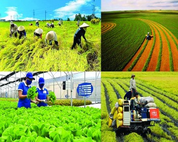 Vai trò của chính sách nâng tầm nông nghiệp hữu cơ Việt Nam