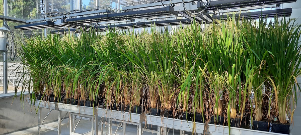 Trung Quốc phát triển giống lúa lai tự nhân bản, mở rộng tiềm năng sản lượng toàn cầu