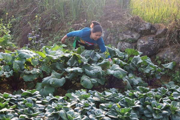 Liên kết trồng rau sạch ở Pù Luông giúp nông dân làm giàu