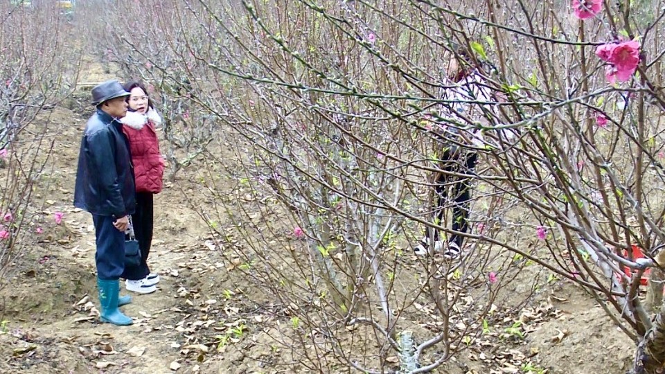 Rộn ràng thị trường đào cảnh ngày cận Tết