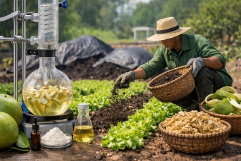 Biến vỏ bưởi bỏ đi thành tinh dầu, dược liệu và phân hữu cơ