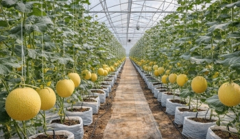 Nông nghiệp công nghệ cao ở Thanh Hóa: Nhà màng dưa vàng giúp nông dân đổi đời