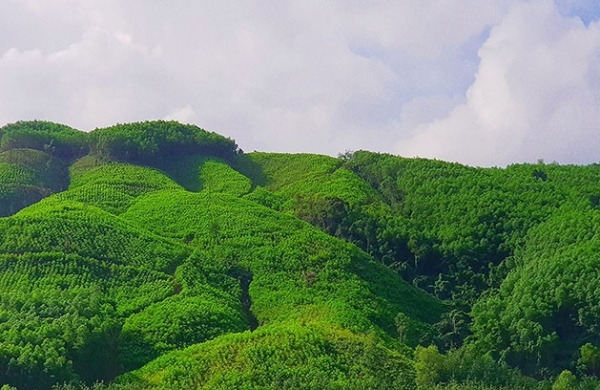 Xung quanh việc quy trình đấu giá khai thác gỗ rừng trồng ở Quảng Trị