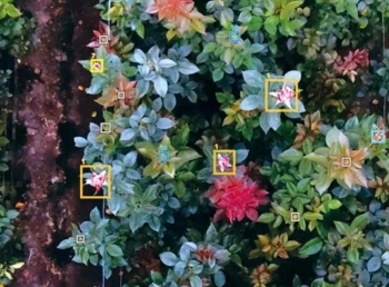 Cận cảnh mô hình giám sát nhà kính bằng drone tại Hà Lan