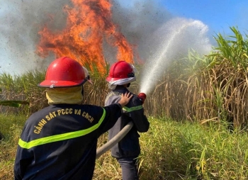 Một Công ty thu mua toàn bộ 40 ha mía bị cháy cho nông dân Khánh Hòa