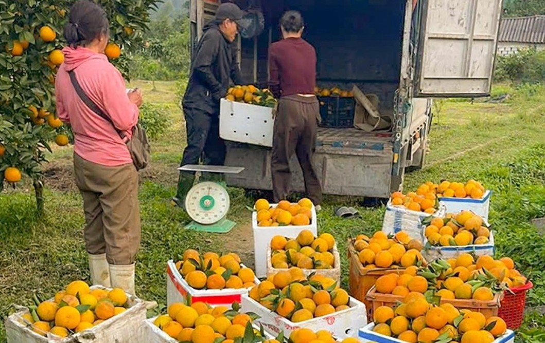 Nông sản Hà Tĩnh hối hả vào vụ Tết