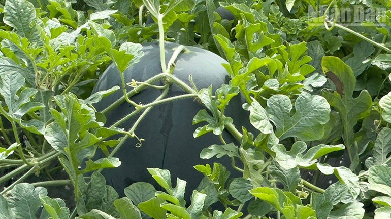 Nông dân trồng dưa hấu Tết ở Vĩnh Long trúng mùa được giá