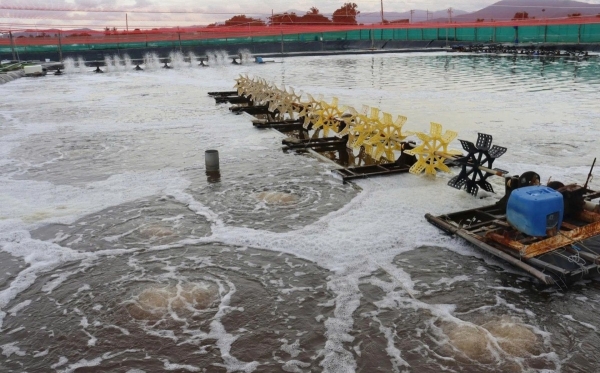 Tháo gỡ khó khăn để thu hút đầu tư vào Khu sản xuất giống thủy sản tập trung Chí Công