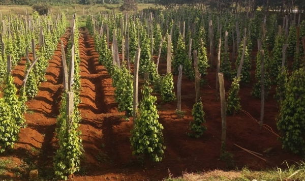 Phát triển nông nghiệp xanh tạo thương hiệu sản phẩm