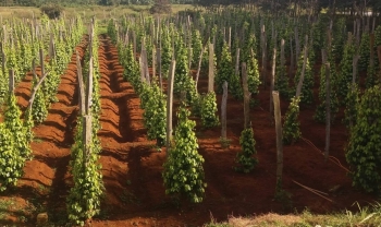 Phát triển nông nghiệp xanh tạo thương hiệu sản phẩm