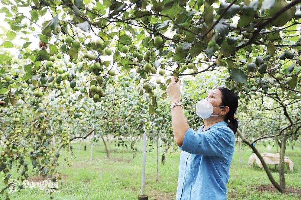 Phát triển nông nghiệp xanh, tuần hoàn