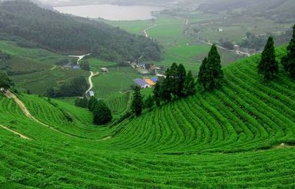 Tìm hiểu những vùng chè nổi tiếng ở Việt nam