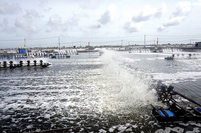 Nông nghiệp xanh trong chuỗi cung ứng tôm