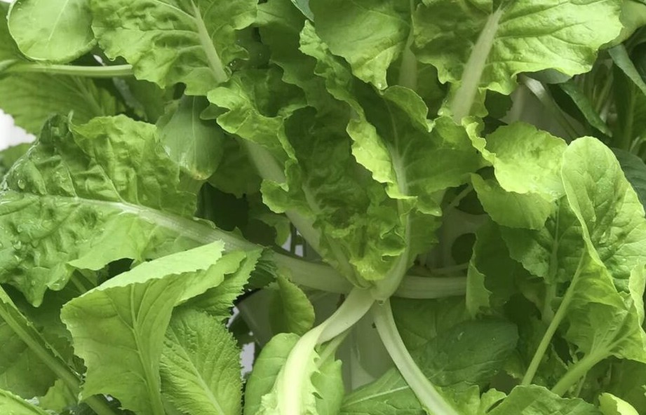 Ba ý tưởng nông nghiệp xanh - sạch mang lại lợi nhuận cao