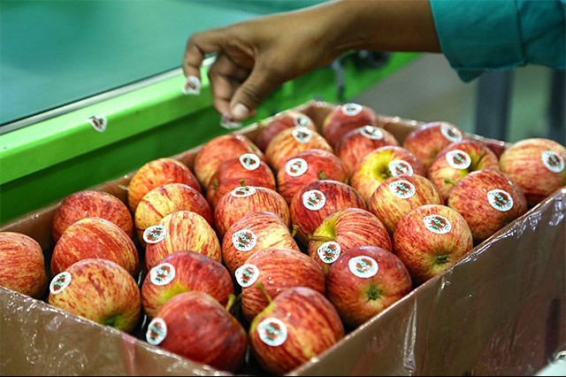 Trung Quốc cắt giảm thuế nhập khẩu, táo và lê Nam Phi rộng cửa tiêu thụ