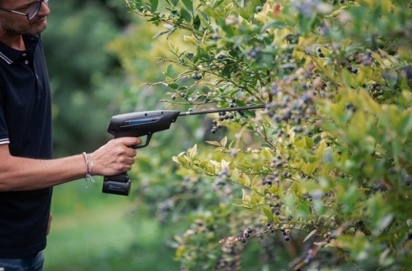 Xu hướng tất yếu trong nâng cao hiệu quả thu hoạch việt quất