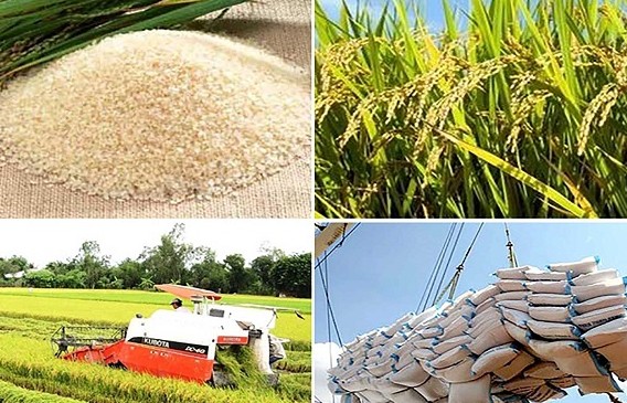 An ninh lương thực nền tảng của tiến trình phát triển bền vững