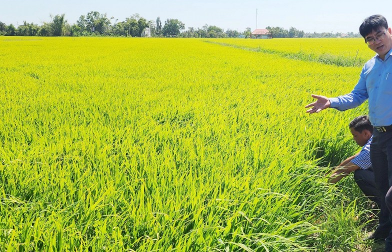 Giải pháp tổ chức sản xuất nông nghiệp hiện đại: Đẩy mạnh mô hình cánh đồng mẫu lớn