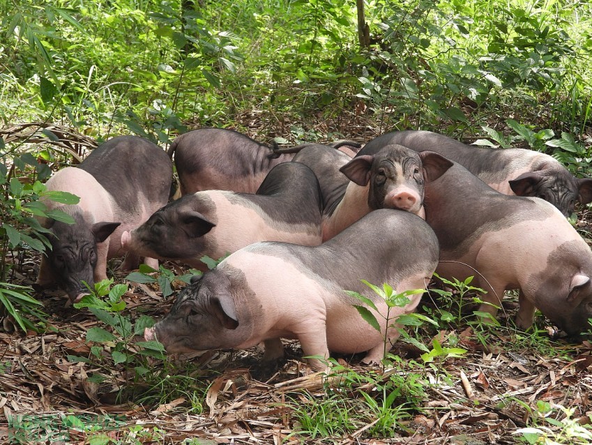 Quảng Ninh: Hỗ trợ lợn giống Móng Cái cho xã Hoành Mô để phát triển chăn nuôi