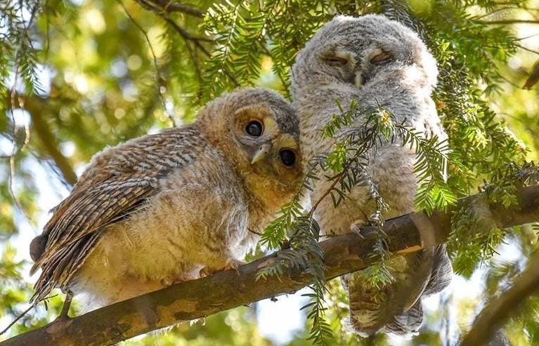 Bảo vệ động vật hoang dã: Bảo vệ tương lai của nhân loại