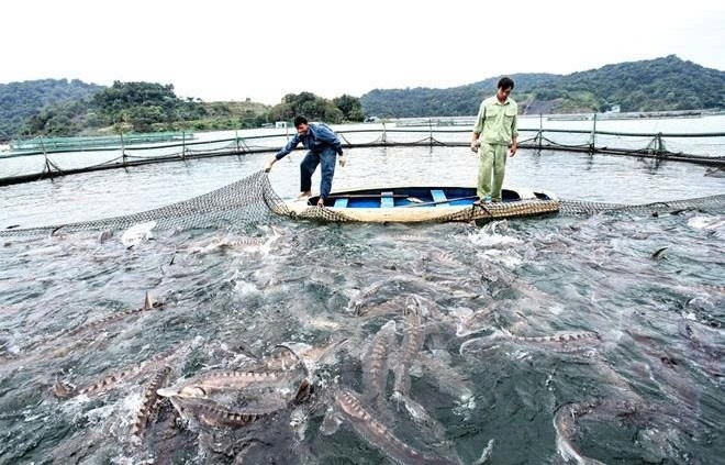 Lâm Đồng: Xây dựng và phát triển thương hiệu cá nước lạnh