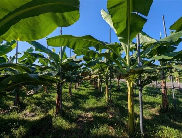 Đài Loan đạt bước tiến mới trong chọn tạo giống chuối kháng bệnh Panama TR4