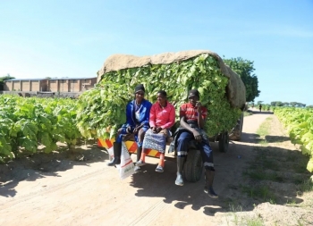 Zimbabwe hợp tác với Trung Quốc thu hoạch cây thuốc lá trị giá 1.2 tỷ USD