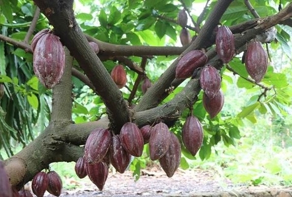 “Thu nhập kép” từ trồng xen ca cao trong vườn dừa