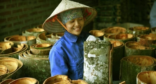 Mở rộng thị trường cho cây quế Lào Cai