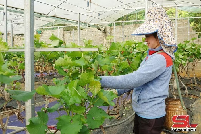 Chủ động bảo vệ cây trồng
