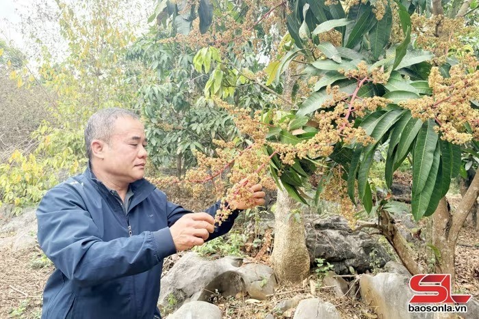 Chủ động bảo vệ cây trồng