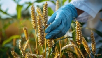 Lúa mì mới có thể giúp cắt giảm ô nhiễm và chi phí phân bón